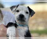 Small #1 Mutt