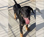 Small Labrador Retriever Mix
