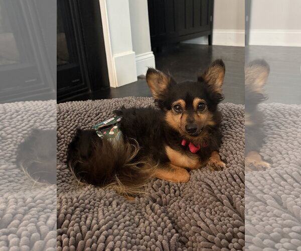 Medium Photo #2 Chihuahua-Unknown Mix Puppy For Sale in Holly Springs, NC, USA