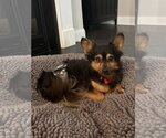 Small #1 Chihuahua Mix