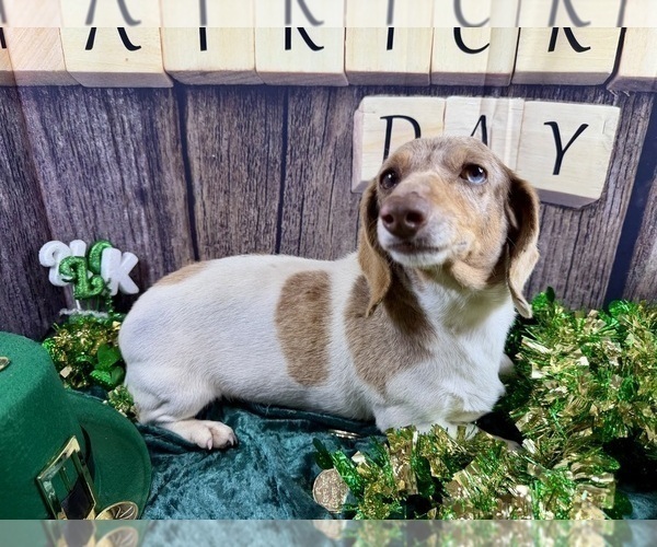 Medium Photo #1 Dachshund Puppy For Sale in CASSVILLE, MO, USA