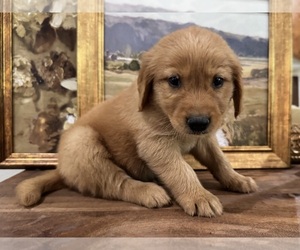 Golden Retriever Puppy for sale in FORDLAND, MO, USA