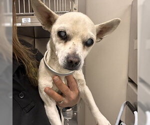 Chihuahua-Unknown Mix Dogs for adoption in Modesto, CA, USA
