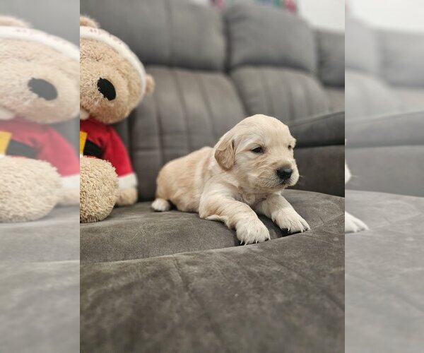 Medium Photo #2 Golden Retriever Puppy For Sale in SACRAMENTO, CA, USA