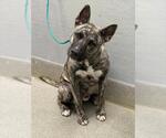 *TIGER - Male German Shepherd Dog-Unknown Mix Dog for Adoption - Small photo