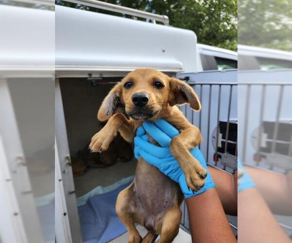 Medium Photo #1 Labrador Retriever-Unknown Mix Puppy For Sale in San Antonio, TX, USA
