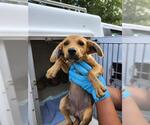 Small Labrador Retriever Mix