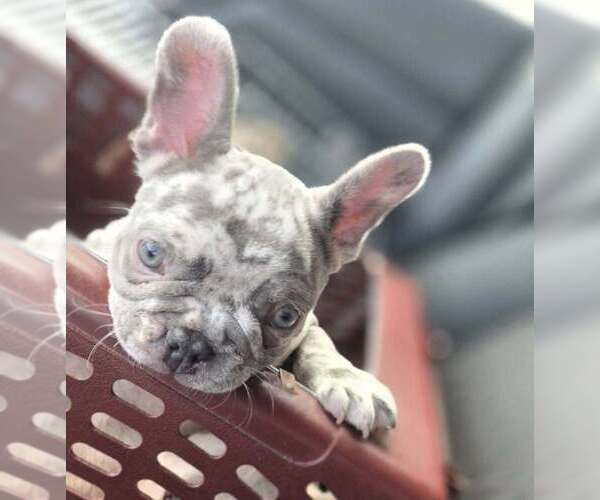 Medium Photo #9 French Bulldog Puppy For Sale in BOSTON, KY, USA