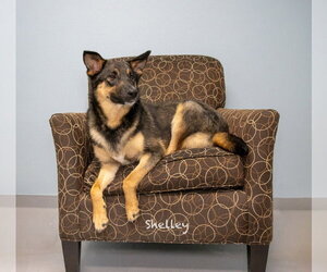 Mutt Dogs for adoption in Hot Springs Village, AR, USA