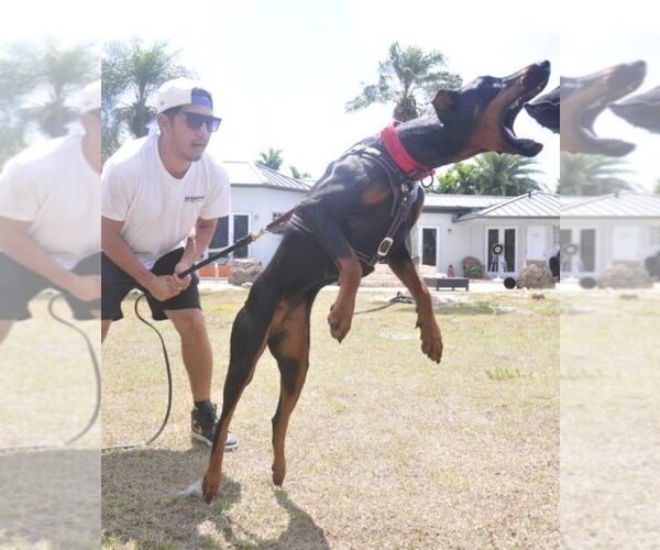 Medium Photo #29 Doberman Pinscher Puppy For Sale in FORT LAUDERDALE, FL, USA