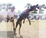 Small #28 Doberman Pinscher