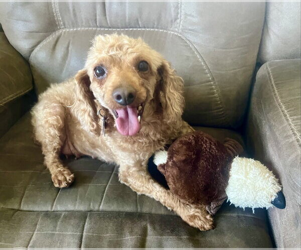 Medium Photo #15 Poodle (Miniature) Puppy For Sale in Staten Island, NY, USA