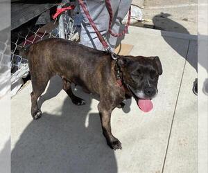 Mutt Dogs for adoption in Stockton, CA, USA