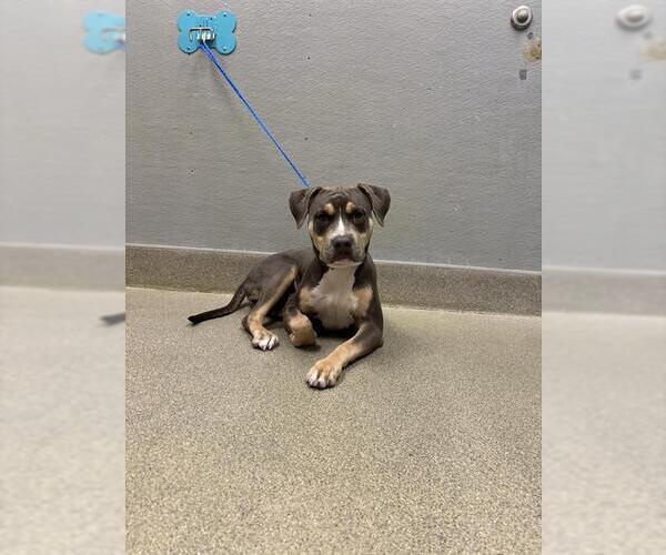 Medium Photo #1 Mutt Puppy For Sale in Las Vegas, NV, USA