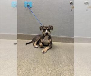 Mutt Dogs for adoption in Las Vegas, NV, USA