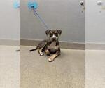 Small Mutt