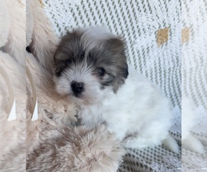 Coton de Tulear Puppy for sale in COUNCIL, ID, USA