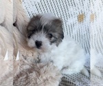 Small Coton de Tulear