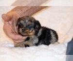 Small Photo #5 Poodle (Toy)-YorkiePoo Mix Puppy For Sale in DYERSBURG, TN, USA
