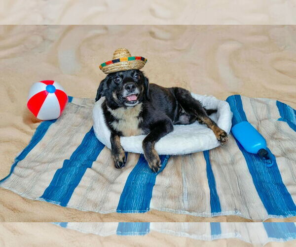 Medium Photo #3 Dachshund-Unknown Mix Puppy For Sale in Princeton, MN, USA