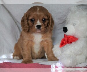 Cavalier King Charles Spaniel Puppy for sale in FREDERICKSBG, OH, USA