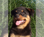 Small Photo #1 Rottweiler Puppy For Sale in MILLERSBURG, OH, USA