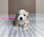 Puppy Maple Maltipoo-Shih Tzu Mix