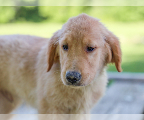 Medium Photo #1 Golden Retriever Puppy For Sale in LIBERTY, KY, USA