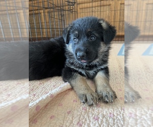 German Shepherd Dog Puppy for sale in CAMERON PARK, CA, USA