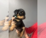 Small Photo #6 Rottweiler Puppy For Sale in TEMECULA, CA, USA
