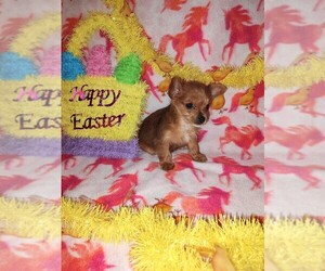 Poodle (Toy)-Yorkshire Terrier Mix Puppy for sale in LAPEER, MI, USA