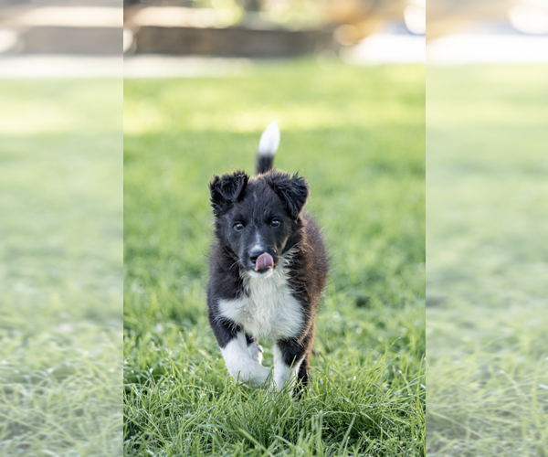 Medium Photo #1 Border Collie Puppy For Sale in MYERSTOWN, PA, USA