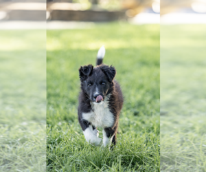 Border Collie Puppy for sale in MYERSTOWN, PA, USA