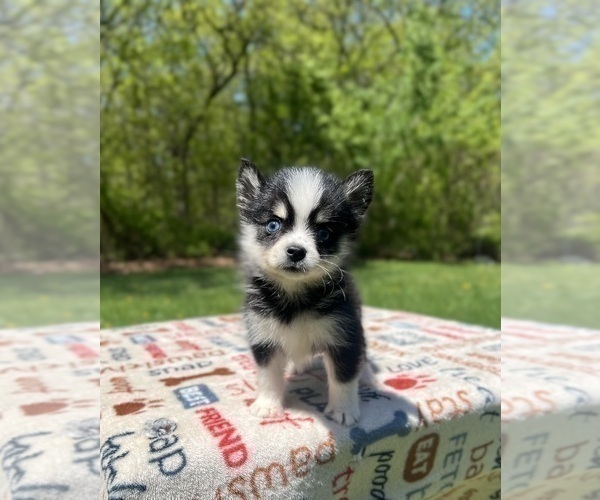 Medium Photo #21 Pomsky Puppy For Sale in DRACUT, MA, USA
