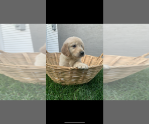 Golden Retriever Puppy for sale in MOORESVILLE, IN, USA