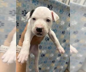 Labrador Retriever-Unknown Mix Dogs for adoption in Rosenberg, TX, USA