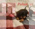 Puppy Polan Cavalier King Charles Spaniel