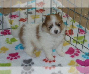 Pomeranian Puppy for sale in ORO VALLEY, AZ, USA