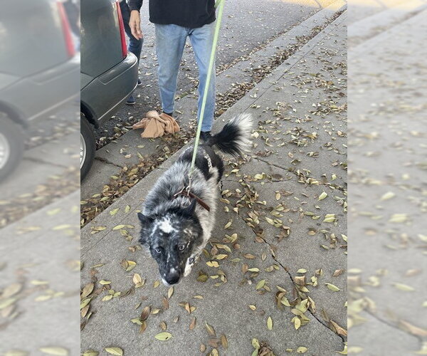 Medium Photo #1 Mutt Puppy For Sale in Stockton, CA, USA