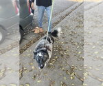 RAIDER - Male Mutt Dog for Adoption - Small photo