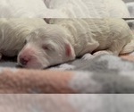 Small Photo #12 Bichon Frise Puppy For Sale in ORLANDO, FL, USA