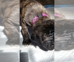 Small Photo #26 Mastiff Puppy For Sale in FULTON, NY, USA