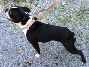 Boston Terrier Puppy for sale in GAINESBORO, TN, USA