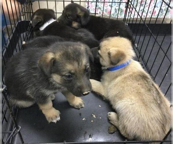 Medium Photo #1 German Shepherd Dog Puppy For Sale in Riverside, CA, USA