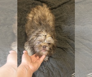 Shih Tzu Puppy for sale in FLORENCE, SC, USA