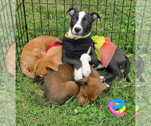 Ellie Joy - Female American Pit Bull Terrier-Unknown Mix Dog for Adoption - Photo #2