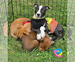 Small Photo #2 American Pit Bull Terrier-Unknown Mix Puppy For Sale in Germantown, OH, USA