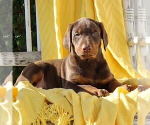 Doberman Pinscher Puppy for sale in NARVON, PA, USA