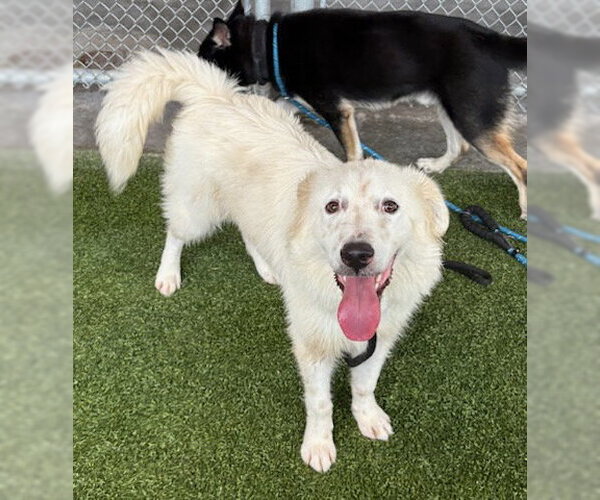 Medium Photo #1 Golden Pyrenees Puppy For Sale in Baytown, TX, USA