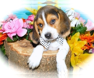 Beagle Puppy for sale in HAMMOND, IN, USA